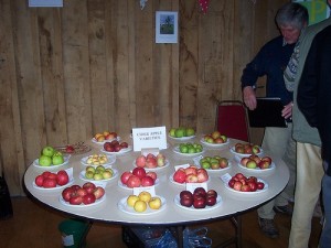 cider apples at Much Marcle