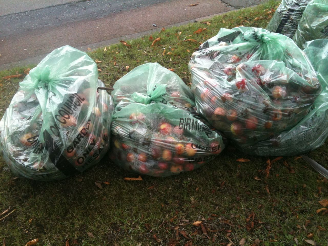 apples going to waste